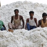 Workers push harvested cotton with their feet as they unload it from a supply truck at a cotton processing unit in Kadi, in the western state of Gujarat, India, October 20, 2015. REUTERS/Amit Dave/Files