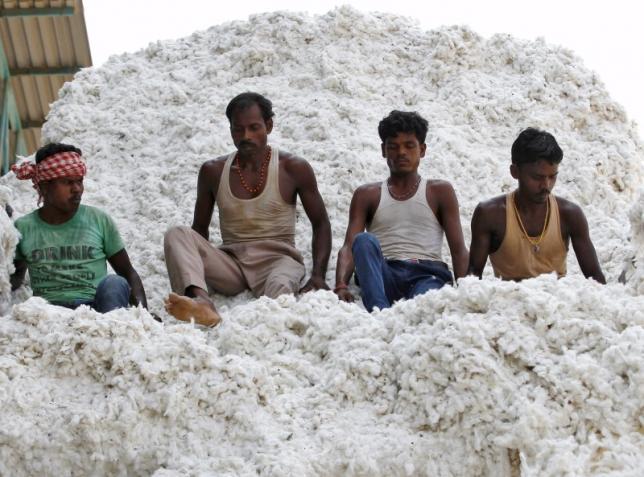 Workers push harvested cotton with their feet as they unload it from a supply truck at a cotton processing unit in Kadi, in the western state of Gujarat, India, October 20, 2015. REUTERS/Amit Dave/Files
