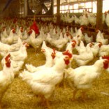 Mhoje_poultry_photo_jpg