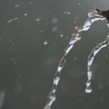 Mhoje_rainpemba_photo_jpg