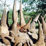 Mhoje_rhinohorn1_photo_jpg