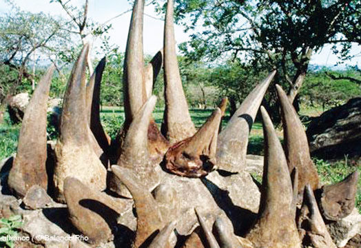 Mhoje_rhinohorn1_photo_jpg