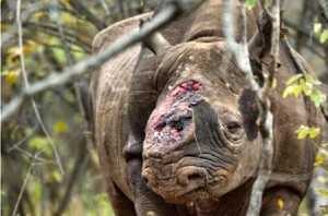 Mhoje_rhinos1_photo_jpg