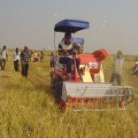 Mhoje_ricetechnology_photo_jpg