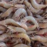 Mhoje_shrimpcatch_photo_jpg