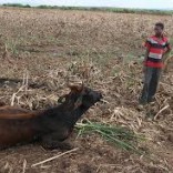 Mhoje_swazilanddrought_photo_jpg