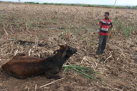 Mhoje_swazilanddrought_photo_jpg