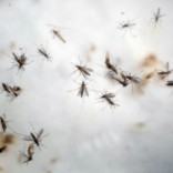 Mhoje_zikavirus_photo_jpg