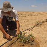 Mhoje_israeldrought_photo_jpg