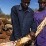 Mhoje_ivorytuskfilefolhademaputo_photo_jpg