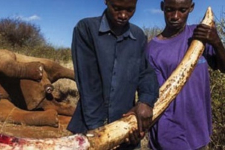 Mhoje_ivorytuskfilefolhademaputo_photo_jpg