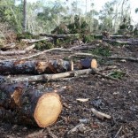 Mhoje_pinewood_photo_jpg