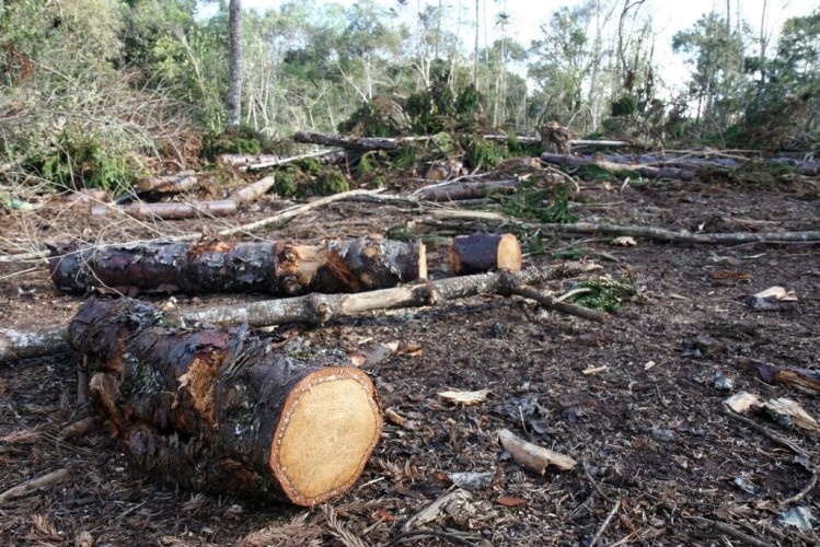 Mhoje_pinewood_photo_jpg