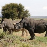 Black rhinos, one of the world's endangered animals, are seen at a farm outside Klerksdorp, in the north west province, South Africa, February 24, 2016. REUTERS/Siphiwe Sibeko