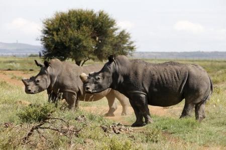 Black rhinos, one of the world's endangered animals, are seen at a farm outside Klerksdorp, in the north west province, South Africa, February 24, 2016. REUTERS/Siphiwe Sibeko