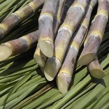 Mhoje_sugarcane_photo_jpg