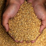 Mhoje_wheat_photo_jpg