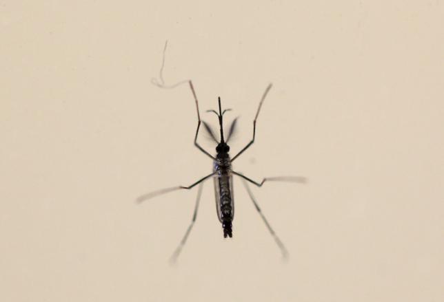 An Aedes aegypti mosquitoe is seen at the Laboratory of Entomology and Ecology of the Dengue Branch of the U.S. Centers for Disease Control and Prevention in San Juan, March 6, 2016.  REUTERS/Alvin Baez