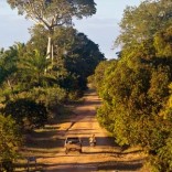 Mhoje-ambush_photo_jpg