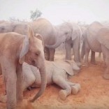 Mhoje-elephants_photo_jpg