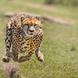 Mhoje_cheetah_photo_jpg