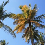 Mhoje_coconut_photo_jpg