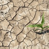 epa04246352 The soil of a corn field is torn and dried out in Sieversdorf, Germany, 07 June 2014. High temperatures of up to more than 30 degrees Celsius in the past days, long sunshine hours and only a fe rain showers have caused the soil to dry out and crack.  EPA/PATRICK PLEUL