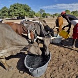 Mhoje_droughtassistancemozlusa_photo_jpg