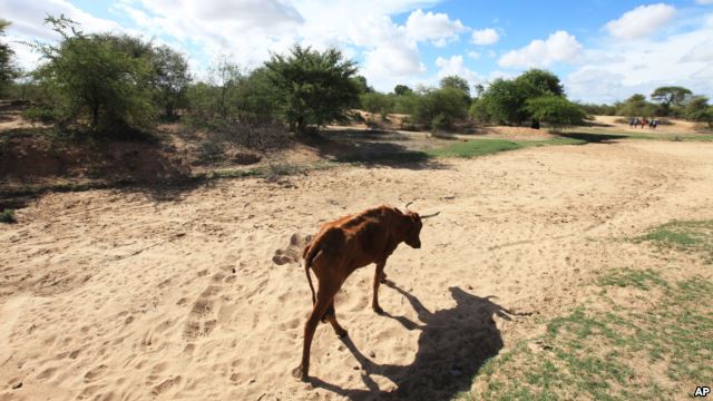 Mhoje_droughtcattle1_photo_jpg