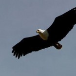 Mhoje_eagles_photo_jpg