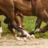 Mhoje_horses_photo_jpg