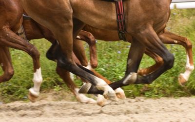 Mhoje_horses_photo_jpg