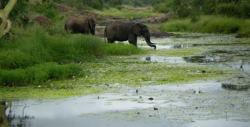 Mhoje_limpopopark_photo_jpg