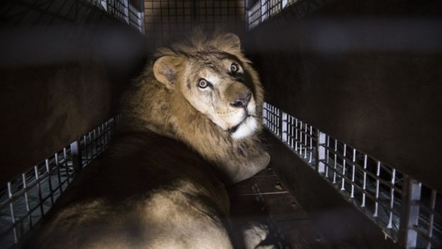 Mhoje_lionsa_photo_jpg