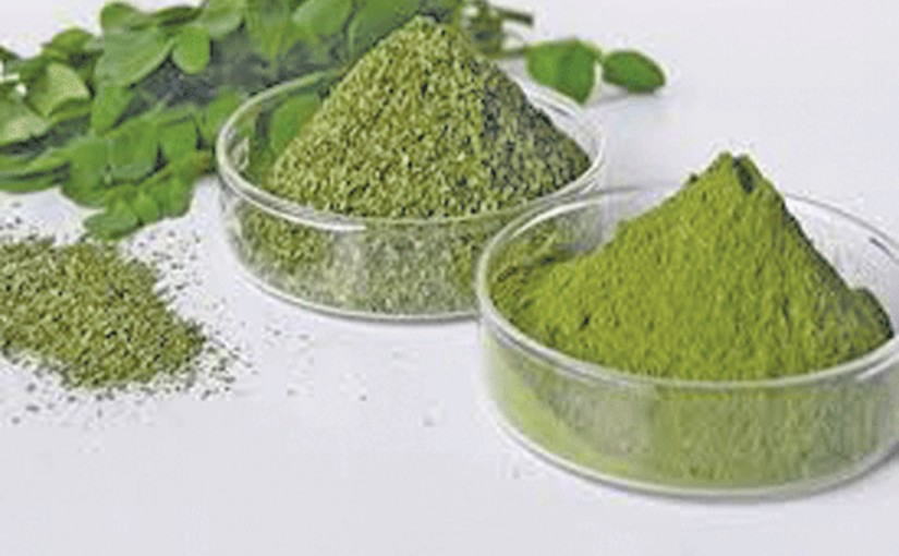 Mhoje_moringa_photo_jpg