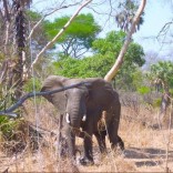 Mhoje_niassaelephant_photo_jpg