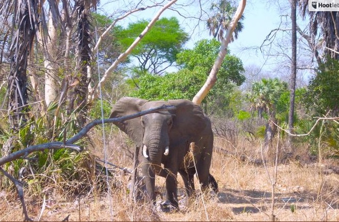 Mhoje_niassaelephant_photo_jpg