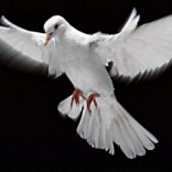 Mhoje_peaceaccords_photo_jpg