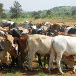 Mhoje_tanzaniaherders_photo_jpg
