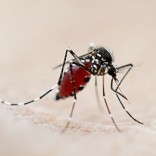 Mhoje_yellowfeveroutbreak_photo_jpg