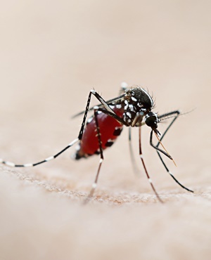 Mhoje_yellowfeveroutbreak_photo_jpg