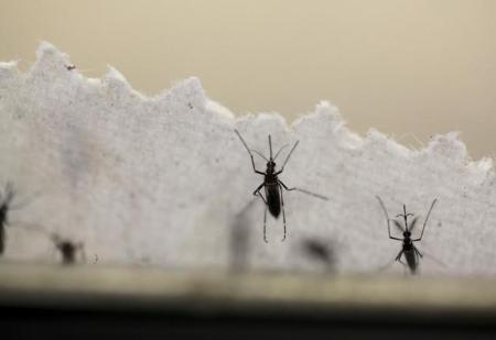 Aedes aegypti mosquitoes are seen at the Laboratory of Entomology and Ecology of the Dengue Branch of the U.S. Centers for Disease Control and Prevention in San Juan, March 6, 2016. REUTERS/Alvin Baez
