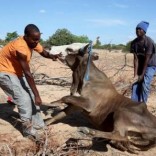 Men attempt to get a malnourished cow on its feet in rural Masvingo, Zimbabwe. REUTERS/Philimon Bulawayo