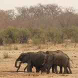 A herd of elephants walk at a watering hole in Hwange National Park in Zimbabwe, September 29, 2015. REUTERS/Philimon Bulawayo