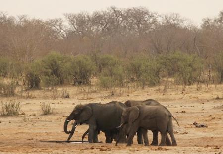 A herd of elephants walk at a watering hole in Hwange National Park in Zimbabwe, September 29, 2015. REUTERS/Philimon Bulawayo