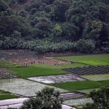 Mhoje_agricultureindonesiamoz_photo_jpg