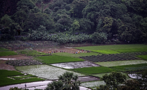 Mhoje_agricultureindonesiamoz_photo_jpg
