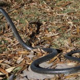 Black Mamba