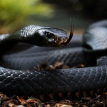 Mhoje_blackmamba_photo_jpg