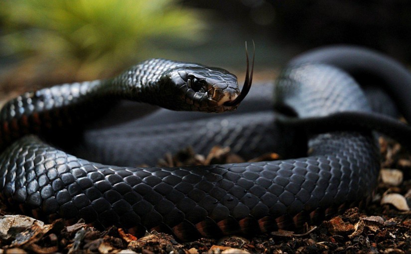 Mhoje_blackmamba_photo_jpg